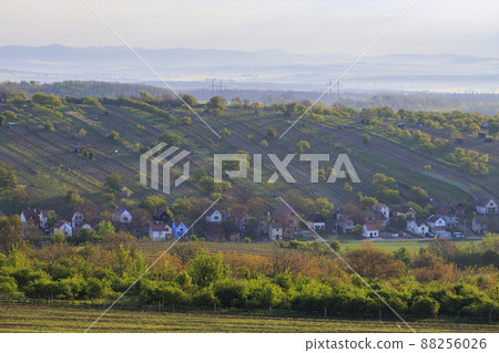Spring vineyard near Mutenice, Southern Moravia, Czech Republic 88256026