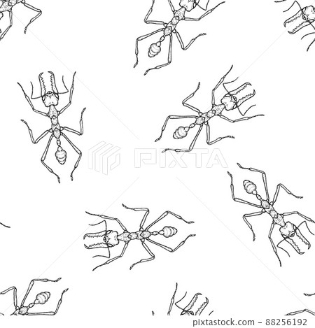 Seamless pattern of monochrome ants illustration. Vector illustration template 88256192