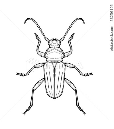 Bug. Vector illustration in graphic style isolated on white background. 88256193