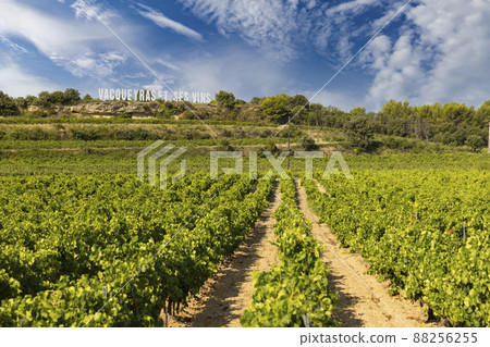 Typical vineyard near Vacqueyras, Cotes du Rhone, France Typical vineyard near Vacqueyras, Cotes du Rhone, France 88256255