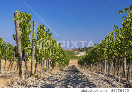 Tuscany's most famous vineyards near town Montalcino in Italy Tuscany's most famous vineyards near town Montalcino in Italy 88256300