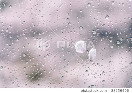 雨天透過玻璃拍攝的雨滴和櫻花花瓣 88256406