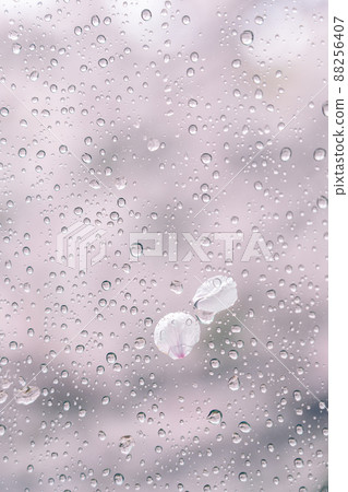 雨天透過玻璃拍攝的雨滴和櫻花花瓣 雨天透過玻璃拍攝的雨滴和櫻花花瓣 88256407