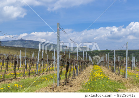 Spring vineyards under Palava near Milovice, Southern Moravia, Czech Republic 88256412