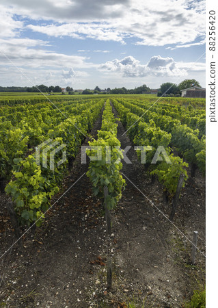 Typical vineyards near Saint-Julien-Beychevelle, Bordeaux, Aquitaine, France 88256420