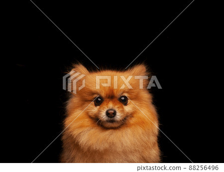 image of dog dark background  88256496