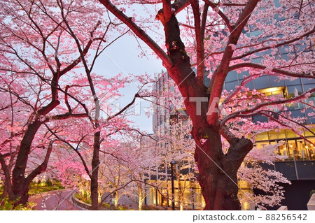 東京六本木櫻花 東京六本木櫻花 88256542