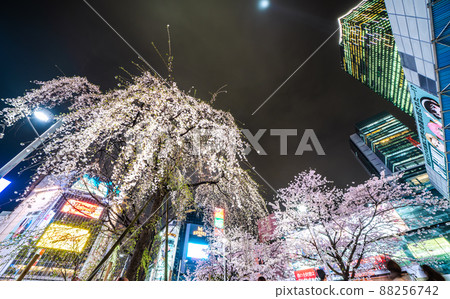 日本東京都市風景櫻花盛開。今年與垂枝櫻花合演(左)=3月29日 日本東京都市風景櫻花盛開。今年與垂枝櫻花合演(左)=3月29日 88256742