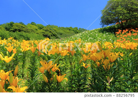 Yuri Valley (Kasui Yuri-no-en, Fukuroi City, Shizuoka Prefecture) Yuri Valley (Kasui Yuri-no-en, Fukuroi City, Shizuoka Prefecture) 88256795