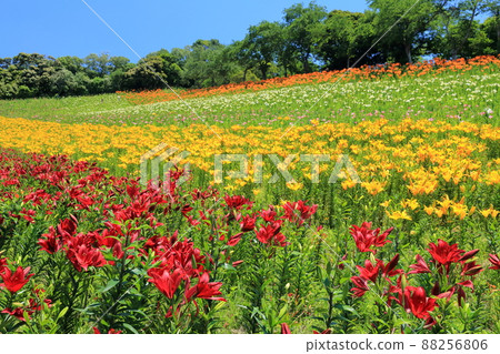 Yuri Valley (Kasui Yuri-no-en, Fukuroi City, Shizuoka Prefecture) 88256806