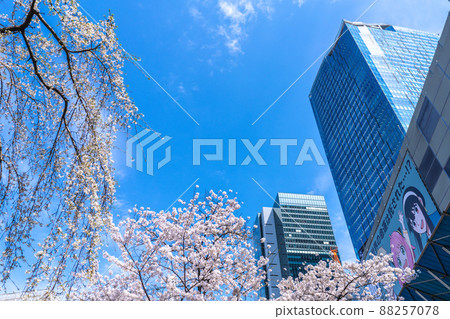 Tokyo cityscape of Japan Cherry blossoms are in full bloom. This year, Hachiko ... To commemorate with the weeping cherry tree (left) = March 28, Shibuya Tokyo cityscape of Japan Cherry blossoms are in full bloom. This year, Hachiko ... To commemorate with the weeping cherry tree (left) = March 28, Shibuya 88257078