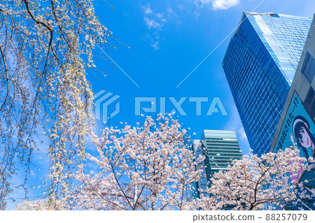 日本東京都市風景櫻花盛開。今年八公……為了紀念垂枝櫻花(左)=3月28日澀谷 日本東京都市風景櫻花盛開。今年八公……為了紀念垂枝櫻花(左)=3月28日澀谷 88257079