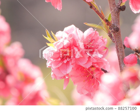 陽光下的桃花 陽光下的桃花 88257100