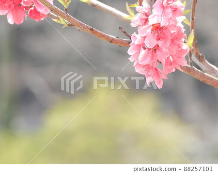 陽光下的桃花 陽光下的桃花 88257101
