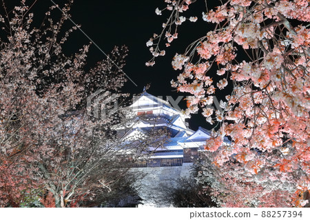 [愛媛縣] 松山城天守閣，夜晚櫻花盛開 88257394