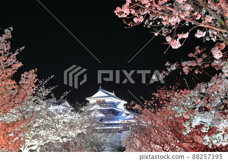 [Ehime Prefecture] Matsuyama Castle castle tower with cherry blossoms in full bloom at night 88257395
