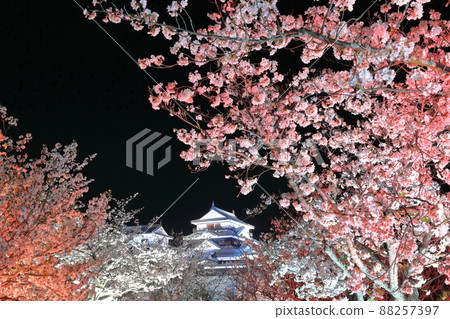 [愛媛縣] 松山城天守閣，夜晚櫻花盛開 88257397