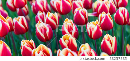 pink tulip flower field with colorful natural background. tulip flower pink tulip flower field with colorful natural background. tulip flower 88257885