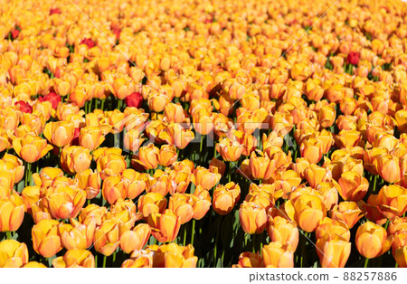 yellow tulip flower field with colorful natural background yellow tulip flower field with colorful natural background 88257886
