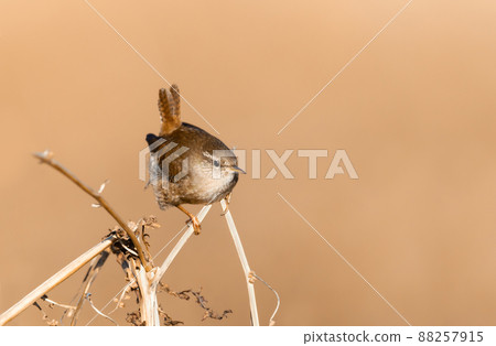 Close up of a wren perched on a fern branch in autumn Close up of a wren perched on a fern branch in autumn 88257915