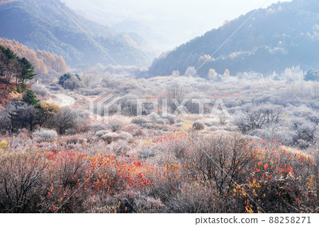 秘密花園 88258271
