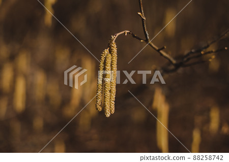 birch branch with buds earrings. spring awakening of nature. Spring allergy concept. birch branch with buds earrings. spring awakening of nature. Spring allergy concept. 88258742