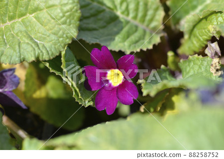 Primrose Wanda 88258752