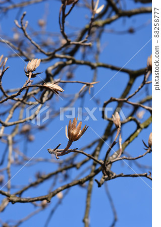 Tulip tree Tulip tree 88258777
