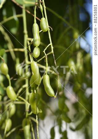 Weeping Japanese pagoda tree 88258801