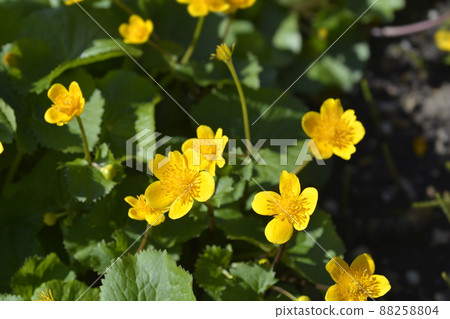 Marsh Marigold 88258804