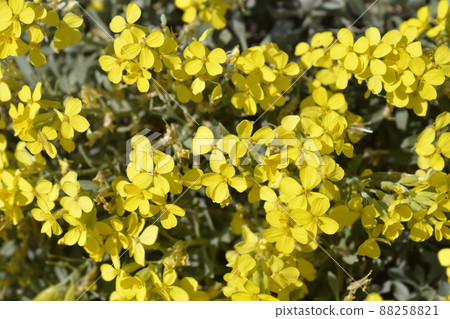 Croatian endemic plant Croatian endemic plant 88258821