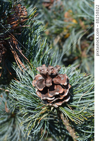 Japanise White Pine Negishi Japanise White Pine Negishi 88258822