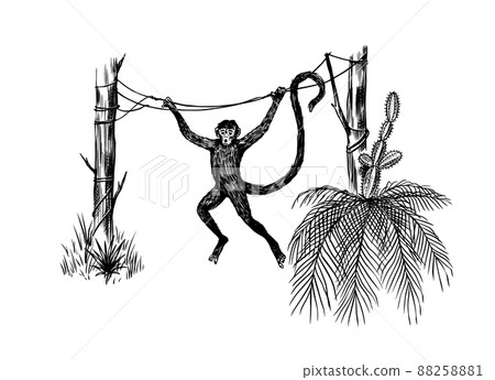 Coconut palm. Monkey jumping on branches. Tropical trees exotic plants. Phoenix or Date varieties Coconut palm. Monkey jumping on branches. Tropical trees exotic plants. Phoenix or Date varieties 88258881