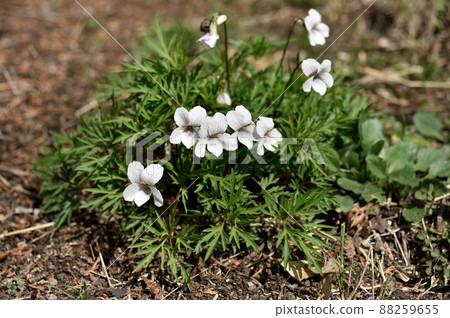 White flower White flower 88259655