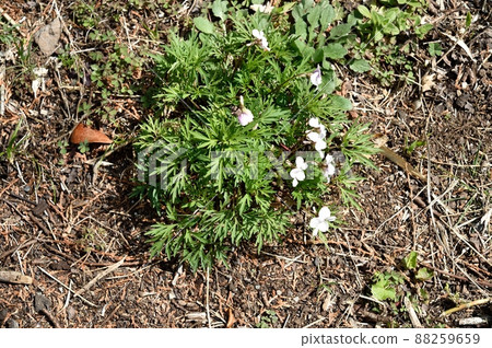 White flower White flower 88259659