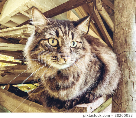 a disgruntled cat sits on the pavement, a homeless cat on the street, gray color, photo from above. 88260052