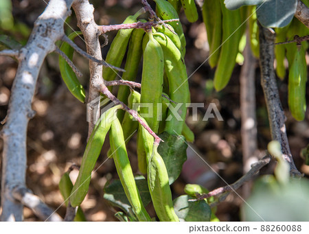 Green carob fruits hanging in the garden closeup Green carob fruits hanging in the garden closeup 88260088