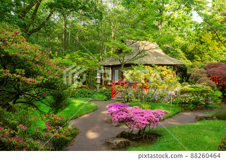 Japanese garden in the Hague - azalea blossom. May 25 88260464