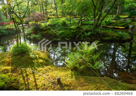 Awe scene in japanese garden in the Hague Awe scene in japanese garden in the Hague 88260468