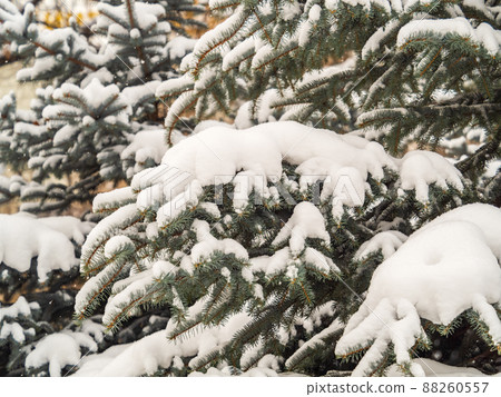 Green fir branches in winter covered with snow Green fir branches in winter covered with snow 88260557