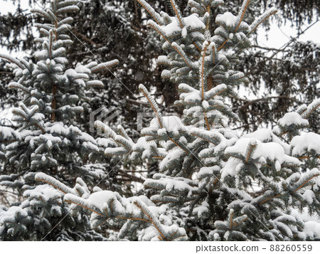 Green fir branches in winter covered with snow 88260559