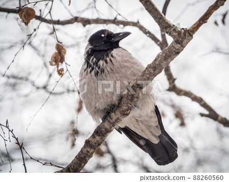 A hooded crow sitting on a tree 88260560