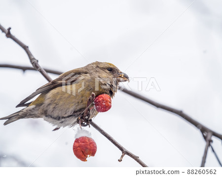 Red Crossbill female sitting on the tree branch and eats wild apple berries. Crossbill bird eats berries. 88260562