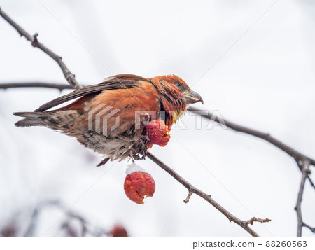 Red Crossbill male sitting on the tree branch and eats wild apple berries. Crossbill bird eats berries. Red Crossbill male sitting on the tree branch and eats wild apple berries. Crossbill bird eats berries. 88260563