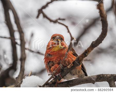 Red Crossbill male sitting on the tree branch and eats wild apple berries. Crossbill bird eats berries. Red Crossbill male sitting on the tree branch and eats wild apple berries. Crossbill bird eats berries. 88260564