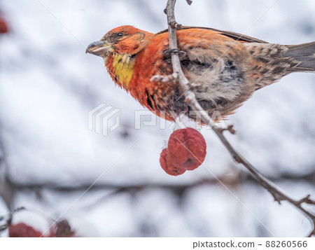 Red Crossbill male sitting on the tree branch and eats wild apple berries. Crossbill bird eats berries. Red Crossbill male sitting on the tree branch and eats wild apple berries. Crossbill bird eats berries. 88260566