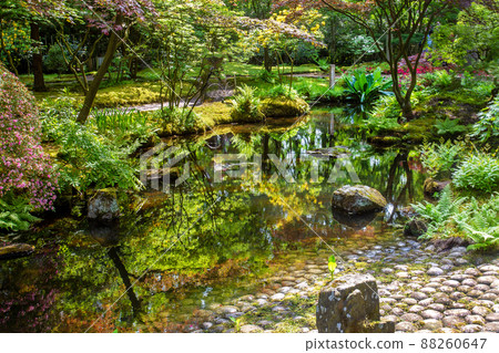 Awe blossom of  yellow rhododendrons and other plants  in  Japanese garden  inthe Hague 88260647
