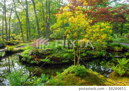 Yellow rhododendrons and japanese maples in garden in the Hague 88260651