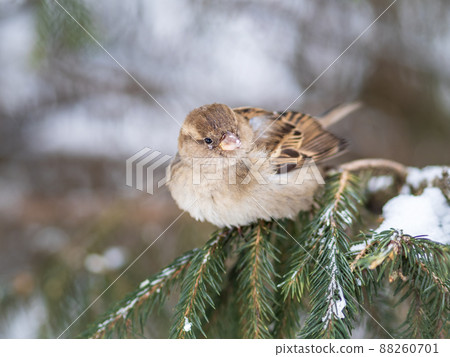 Sparrow sits on a fir branch with snow in winter 88260701