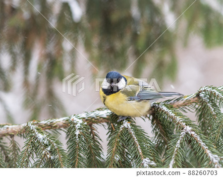Cute bird Great tit, songbird sitting on the fir branch with snow in winter Cute bird Great tit, songbird sitting on the fir branch with snow in winter 88260703